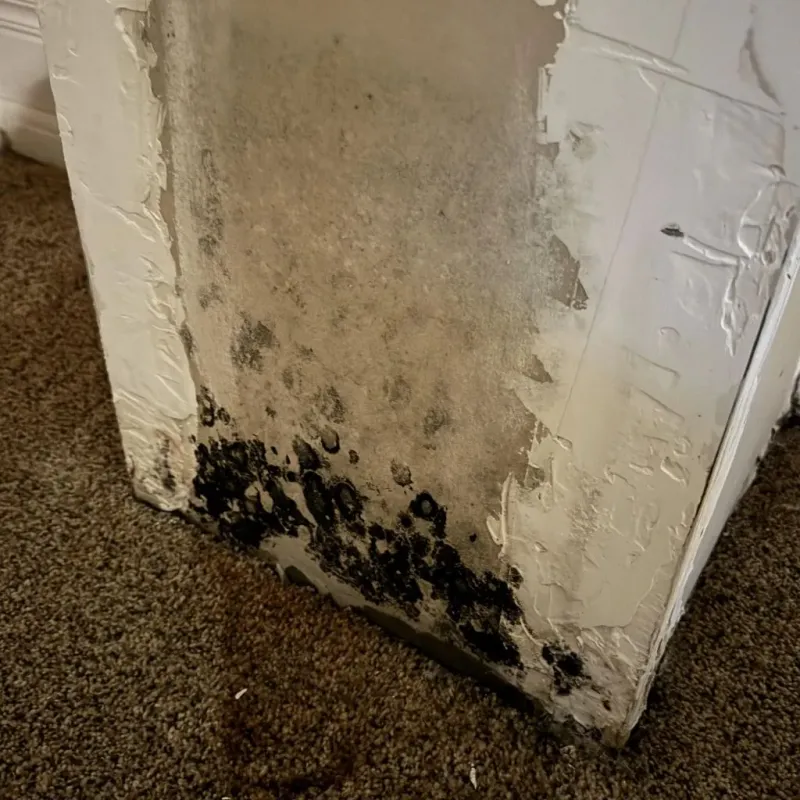 Professional Mold Removal in Downieville, CA